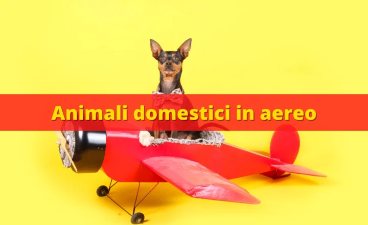 animali domestici in aereo