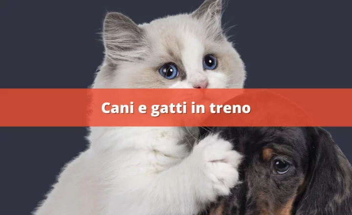 cani e gatti in treno