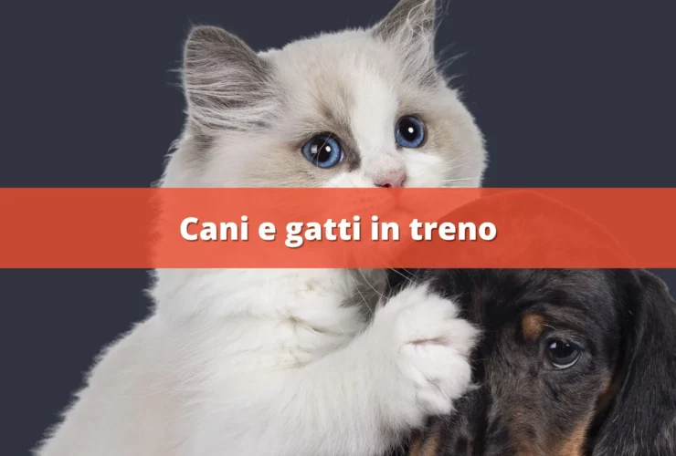 cani e gatti in treno
