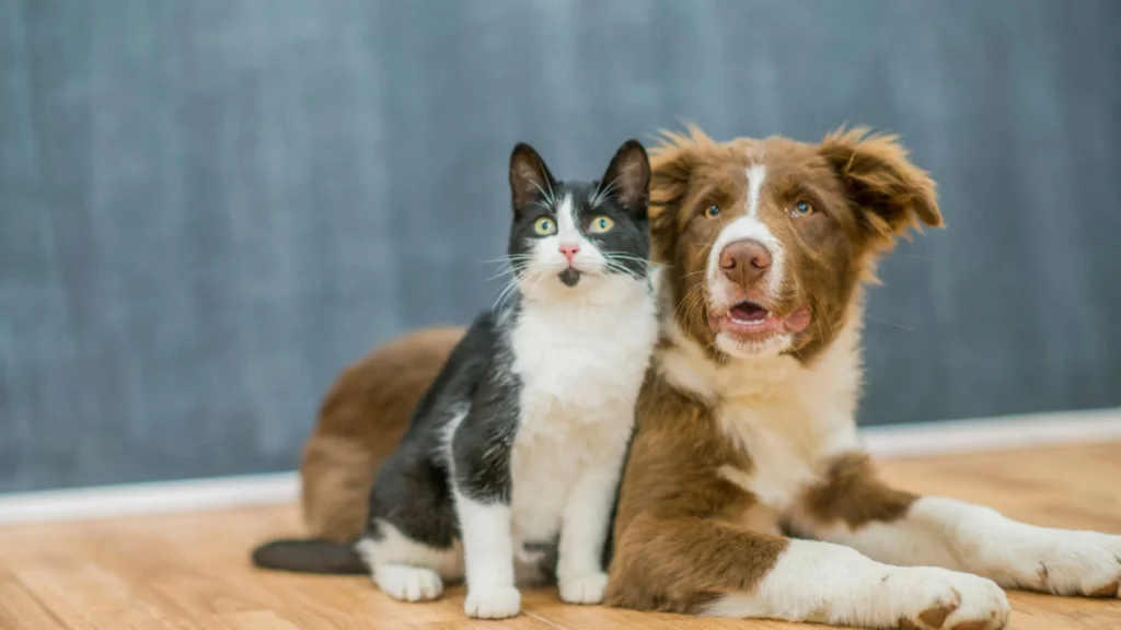 cani e gatti viaggi in treno